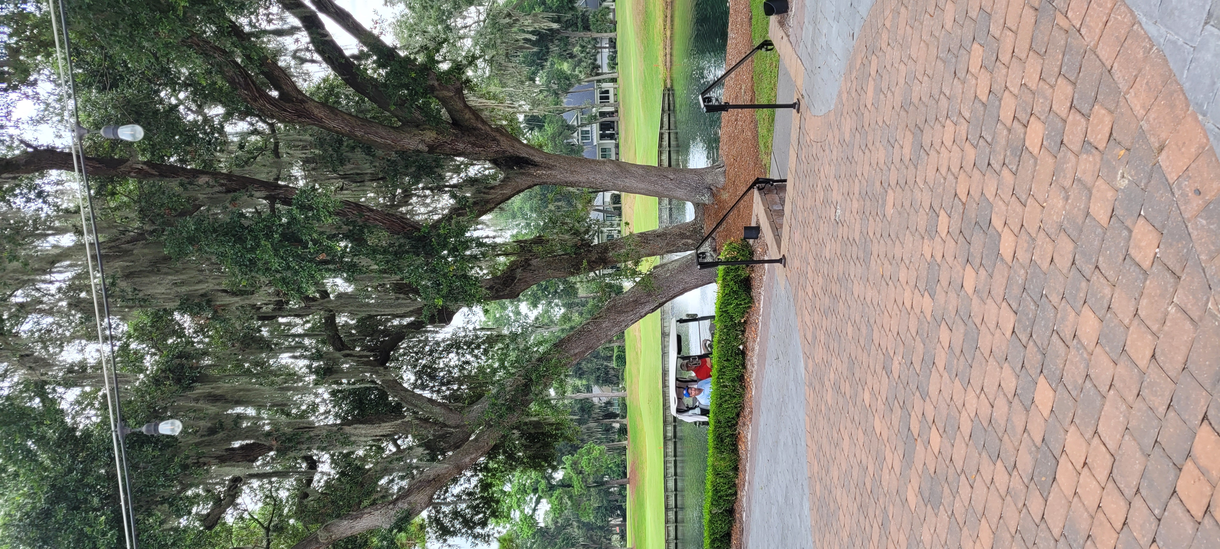 brick walkway leading to pond and large oak tree