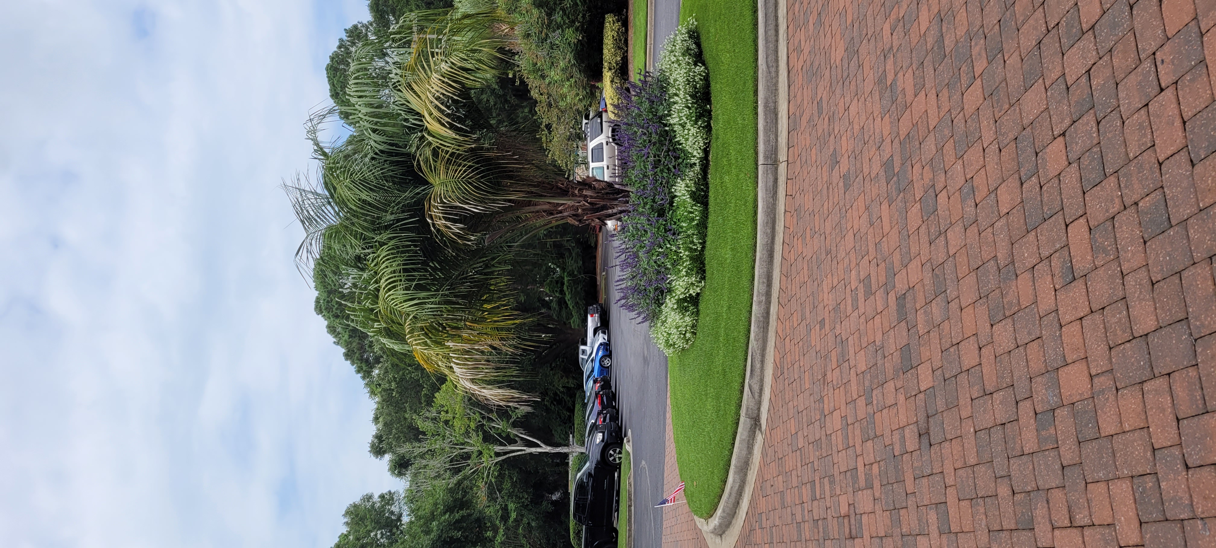 Landscaping with a mule palm tree and purple flowers